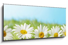 Sklenn obraz 1D - 120 x 50 cm F_AB81022704 - Chamomiles  in grass