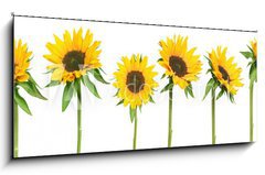 Sklenn obraz 1D panorama - 120 x 50 cm F_AB814278 - sunflowers