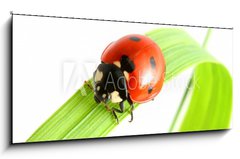 Obraz   ladybug go to you, 120 x 50 cm