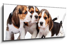 Obraz 1D panorama - 120 x 50 cm F_AB82868571 - Beagle puppies on white background - Beagle tata na blm pozad