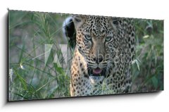 Obraz 1D panorama - 120 x 50 cm F_AB8415986 - leopard