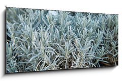 Sklenn obraz 1D panorama - 120 x 50 cm F_AB84844244 - Lavender in a flower shop.