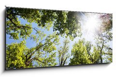 Sklenn obraz 1D panorama - 120 x 50 cm F_AB86048117 - A ray of sunlight in the trees - Slunen paprsky ve stromu