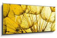 Obraz   close up of dandelion on the golden background, 120 x 50 cm