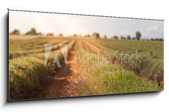 Sklenn obraz 1D - 120 x 50 cm F_AB86512213 - Harvested lavender field - Sbr levandule pole