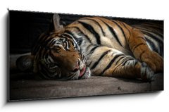 Sklenn obraz 1D panorama - 120 x 50 cm F_AB86701191 - bengal tiger sleeping - benglsk tygr sp