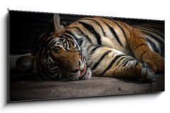 Obraz 1D panorama - 120 x 50 cm F_AB86701191 - bengal tiger sleeping