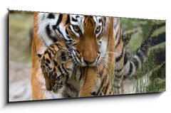 Obraz   Siberian tiger with a baby between her teeth, 120 x 50 cm