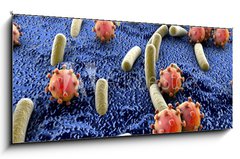 Sklenn obraz 1D panorama - 120 x 50 cm F_AB89000179 - Bacteria and viruses on surface of skin, mucous membrane or intestine, model of MERS, HIV, flu, Escherichia coli, Salmonella, Klebsiella, Legionella, Mycobacterium tuberculosis, model of microbes