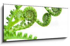 Sklenn obraz 1D panorama - 120 x 50 cm F_AB8942072 - fern