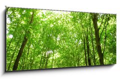 Obraz 1D panorama - 120 x 50 cm F_AB9130682 - sunlight in trees of green forest