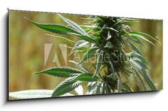 Sklenn obraz 1D panorama - 120 x 50 cm F_AB9135010 - cannabis - konop