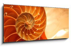 Obraz 1D panorama - 120 x 50 cm F_AB9319403 - Split nautilus seashell showing inner float chambers - Rozdlit nautilus seashell ukazujc vnitn plovouc komory