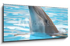 Sklenn obraz 1D panorama - 120 x 50 cm F_AB95423 - delfn - dolphin