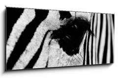 Obraz 1D panorama - 120 x 50 cm F_AB96255534 - zebra in field - zebra v poli