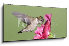 Obraz 1D panorama - 120 x 50 cm F_AB9628124 - Juvenile Ruby-throated Hummingbird (archilochus colubris)