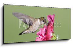 Sklenn obraz 1D panorama - 120 x 50 cm F_AB9628124 - Juvenile Ruby-throated Hummingbird (archilochus colubris) - Mladistv Ruby