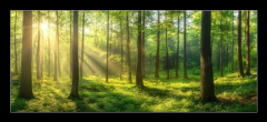 Skleněný obraz 1D panorama - 120 x 50 cm F_AB967529857 - Sunbeams Filtering Through a Lush Forest