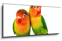 Sklenn obraz 1D panorama - 120 x 50 cm F_AB9682324 - Pair of lovebirds agapornis-fischeri isolated on white - Pr hrdliek agapornis