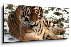 Obraz 1D panorama - 120 x 50 cm F_AB9779965 - Tiger