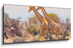 Sklenn obraz 1D panorama - 120 x 50 cm F_AB99320619 - Giraffes and zebras at waterhole - irafy a zebry u napajedla