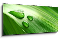 Skleněný obraz 1D panorama - 120 x 50 cm F_AB9939656 - Close-up of green plant leaf - Zavřít