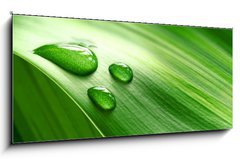 Sklenn obraz 1D panorama - 120 x 50 cm F_AB9939656 - Close-up of green plant leaf - Zavt