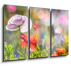 Obraz 3D tdln - 105 x 70 cm F_BB100107634 - spring meadow with red poppies - jarn louka s ervenmi mky