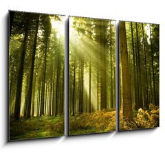 Obraz 3D tdln - 105 x 70 cm F_BB10017097 - Pine forest with the last of the sun shining through the trees.