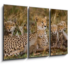 Obraz 3D tdln - 105 x 70 cm F_BB100367879 - Mother cheetah and her cubs in the savannah. Kenya. Tanzania. Africa. National Park. Serengeti. Maasai Mara. An excellent illustration.