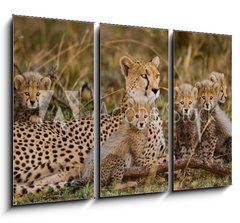 Obraz 3D tdln - 105 x 70 cm F_BB100367879 - Mother cheetah and her cubs in the savannah. Kenya. Tanzania. Africa. National Park. Serengeti. Maasai Mara. An excellent illustration. - Matka gepard a jej mlata v savan. Kea. Tanzanie. Afrika. Nrodn park. Serengeti. Maasai Mara. Vynikajc ilustrace.