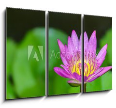 Obraz 3D tdln - 105 x 70 cm F_BB100962988 - Beautiful lotus bloom bright