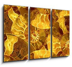 Obraz   ammonite nautilus sea shell fossil background, 105 x 70 cm