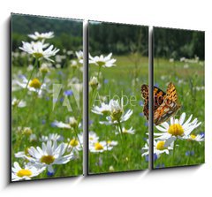 Obraz 3D tdln - 105 x 70 cm F_BB10201983 - Butterfly Queen of Spain Fritillary - spring landscape