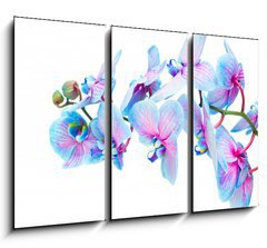 Obraz   stem of blue orchids, 105 x 70 cm