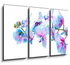 Obraz 3D tdln - 105 x 70 cm F_BB103972620 - stem of blue orchids