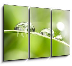 Obraz   drops with green grass, 105 x 70 cm
