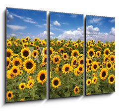 Obraz 3D tdln - 105 x 70 cm F_BB10725175 - Sunflower Farmland With Blue Cloudy Sky