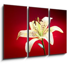 Obraz 3D tdln - 105 x 70 cm F_BB10726288 - lily flower
