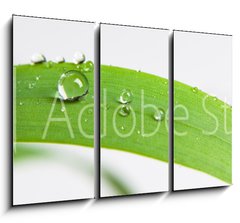 Obraz 3D tdln - 105 x 70 cm F_BB107308034 - bubble drop on clover isolated on white