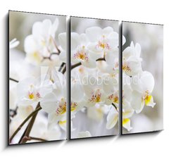 Obraz   Vibrant holiday background with beautiful close up white orchid flower branch , 105 x 70 cm