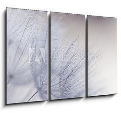 Obraz 3D tdln - 105 x 70 cm F_BB110156010 - Plant seeds with water drops