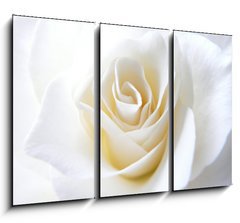 Obraz 3D tdln - 105 x 70 cm F_BB11152099 - Schneeweisschen oder die wei e Rose