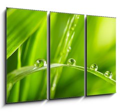 Obraz   water drops on the green grass, 105 x 70 cm