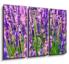 Obraz 3D tdln - 105 x 70 cm F_BB117193002 - Blooming lavender in a field at Provence