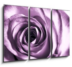 Obraz 3D tdln - 105 x 70 cm F_BB11865044 - Purple rose
