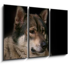 Obraz 3D tdln - 105 x 70 cm F_BB119283625 - Wolf / Portrait of wolf on black background.