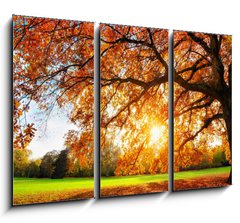 Obraz 3D tdln - 105 x 70 cm F_BB119517756 - Schne Eiche auf Wiese bei untergehender Sonne im Herbst