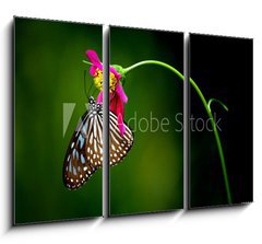 Obraz 3D tdln - 105 x 70 cm F_BB1228306 - tropical rainforest butterfly