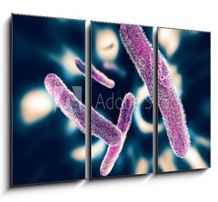 Obraz   Shigella Bacteria, 105 x 70 cm